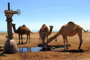 Скільки водяних напоїв верблюда? Скільки водяних напоїв верблюда?
